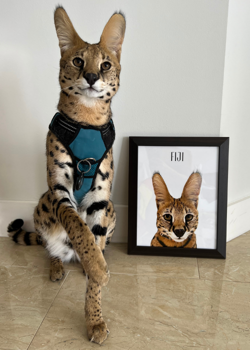 Customer photo pet portrait