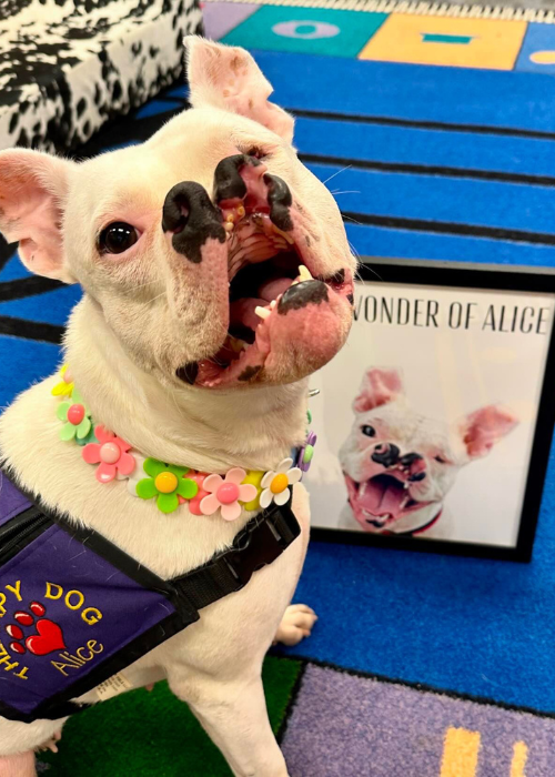 Customer photo pet portrait