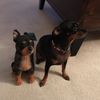 Select to view 'Personalized Dachshund Stuffed Animal Plush Lookalike' image