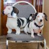 Select to view 'Personalized Dachshund Stuffed Animal Plush Lookalike' image