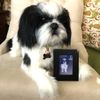 Select to view 'Shih Tzu Stuffed Animal Plush' image