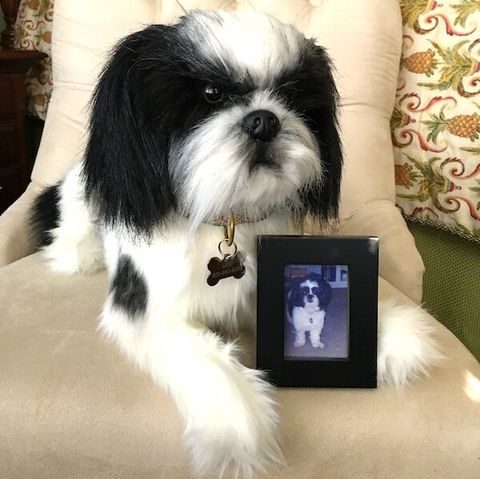 Shih Tzu Stuffed Animal Plush