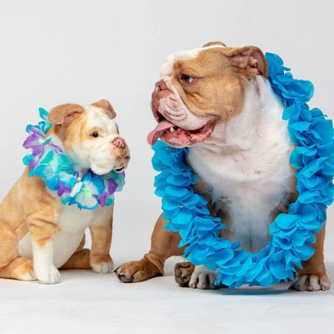 bulldog-stuffed-animal-plush