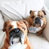 Select to view 'bulldog-stuffed-animal-plush 8' image