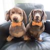 Select to view 'Personalized Dachshund Stuffed Animal Plush Lookalike 4' image