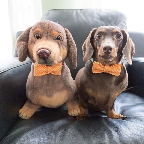 Personalized Dachshund Stuffed Animal Plush Lookalike 4