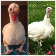 Select to view 'Bird Stuffed Animal Plush Lookalike Replica' image