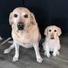 Select to view 'labrador retriever plush 2' image