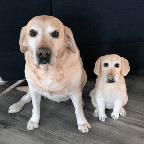 labrador retriever plush 2
