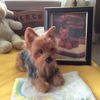 Select to view 'Personalized Yorkie Stuffed Animal Plush Lookalike' image