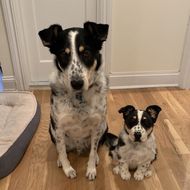 Select to view 'Personalized Dog Stuffed Animal Plush Lookalike' image