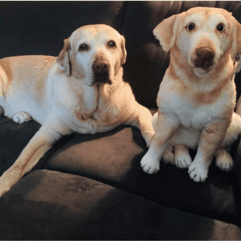 labrador retriever plush 1