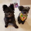 Select to view 'Personalized Yorkie Stuffed Animal Plush Lookalike' image