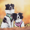 Select to view 'australian shepherd stuffed animal 2' image
