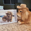 Select to view 'golden-retriever-plush-1' image
