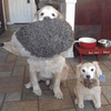 Select to view 'golden-retriever-plush-3' image