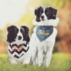 Select to view 'australian shepherd stuffed animal 1' image