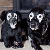 Select to view 'labrador retriever plush 4' image