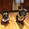 Select to view 'French Bulldog Stuffed Animal Plush' image