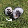 Select to view 'guinea pig Stuffed Animal Plush Lookalike' image