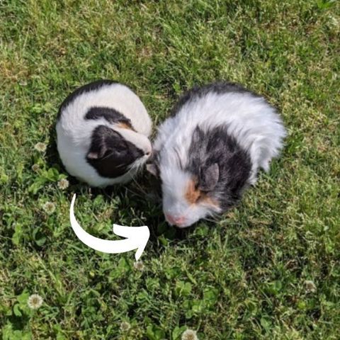 guinea pig Stuffed Animal Plush Lookalike