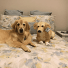 Select to view 'golden-retriever-stuffed-animal-1' image
