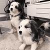 Select to view 'australian shepherd stuffed animal 4' image