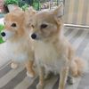 Select to view 'Personalized Chihuahua Stuffed Animal Plush Lookalike 7' image
