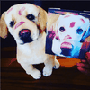 Select to view 'labrador retriever plush 3' image
