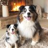 Select to view 'Australian Shepherds plushies' image