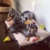 Select to view 'dachshund stuffed animal' image