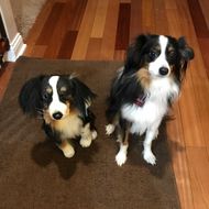 Select to view 'Personalized Australian Shepherd Stuffed Animal Plush Lookalike' image