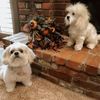 Select to view 'Shih Tzu Stuffed Animal Plush' image