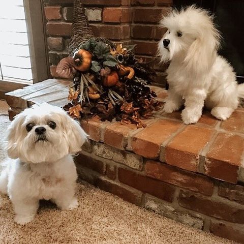 Shih Tzu Stuffed Animal Plush