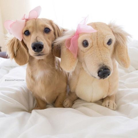 dachshund stuffed animal