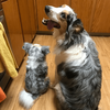 Select to view 'australian shepherd stuffed animal' image