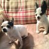 Select to view 'Personalized Chihuahua Stuffed Animal Plush Lookalike 7' image