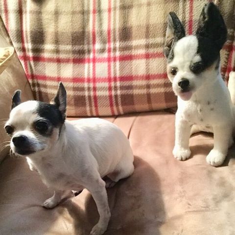 Personalized Chihuahua Stuffed Animal Plush Lookalike 7
