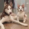 Select to view 'Personalized Husky Stuffed Animal Plush Lookalike 8' image