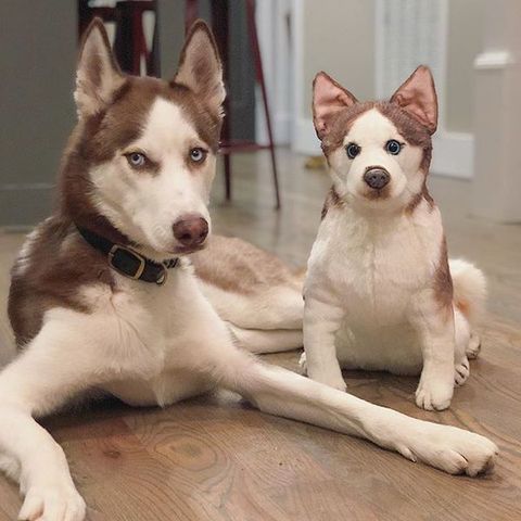 Personalized Husky Stuffed Animal Plush Lookalike 8