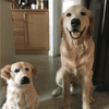 Select to view 'golden-retriever-stuffed-animal-3' image