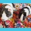 Select to view 'guinea pig Stuffed Animal ' image