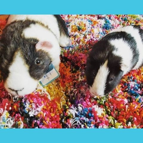 guinea pig Stuffed Animal 