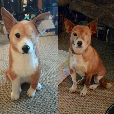 Personalized Corgi Stuffed Animal Plush Lookalike 5