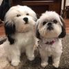 Select to view 'Shih Tzu Stuffed Animal Plush' image
