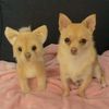 Select to view 'Chihuahua Stuffed Animal Plush' image