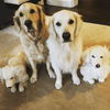 Select to view 'golden-retriever-plush-2' image