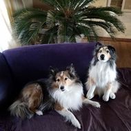 Select to view 'Border Collie Stuffed Animal Plush Lookalike 9' image