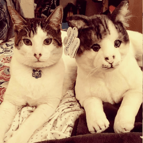 cat stuffed animal