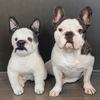 Select to view 'French Bulldog Stuffed Animal Plush' image
